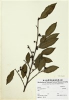 藏品(菲律賓榕)的圖片